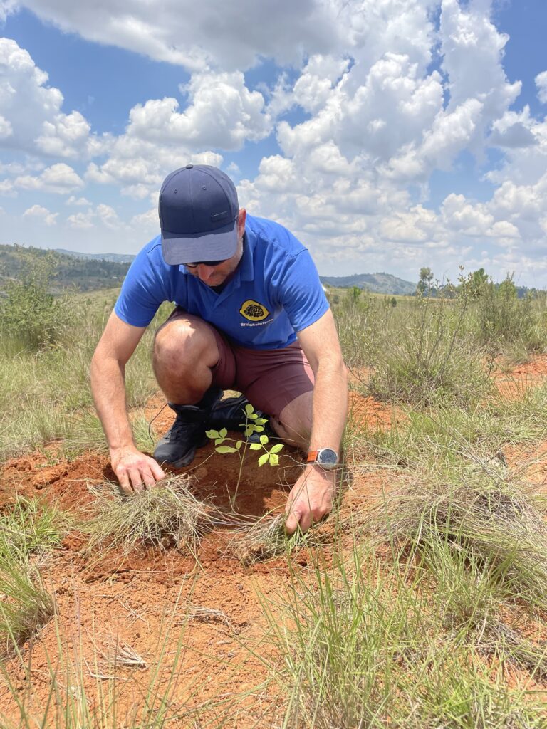 Boom planten in Madagascar als deel van de duurzaamheidsinitiatieven van BrainSolutions